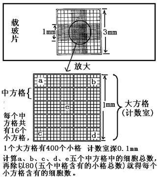 四角的4个大方格是白细胞计数区域,用单线划分为16个中方格.