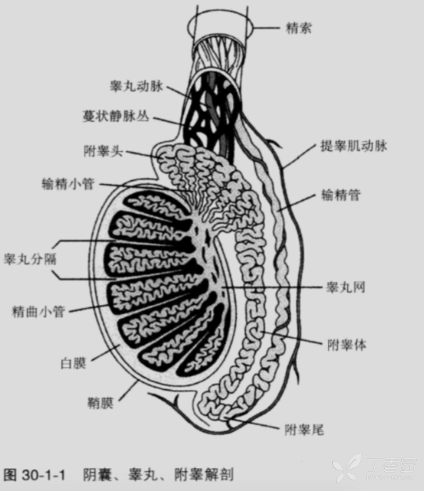 隐睾 睾丸未降至阴囊内称为隐睾,是最常见的先天畸形.