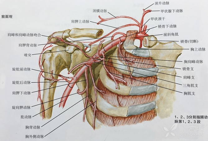 fig6-b:胸肩峰动脉的胸肌支 (3) 肋间动脉的分支 肋间动脉的前支供应