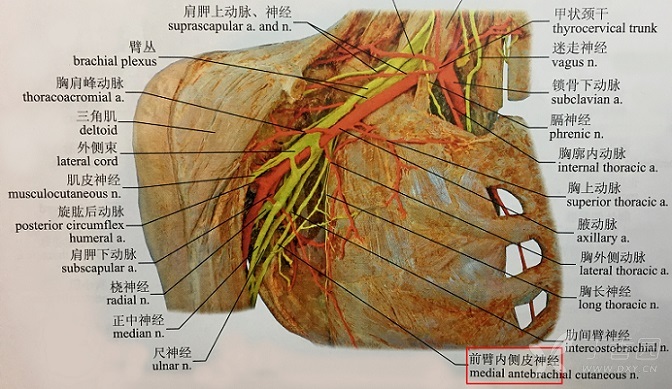 在解剖腋窝时,常在腋静脉的下缘遇到臂内侧皮神经,切断腋静脉的各级