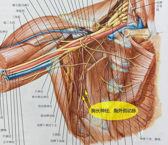 胸外侧神经:      起自臂丛内,外侧束,有2~3分支,支配胸大肌,胸小肌