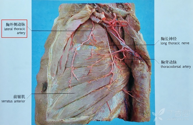fig.8:胸外侧动脉的胸肌支