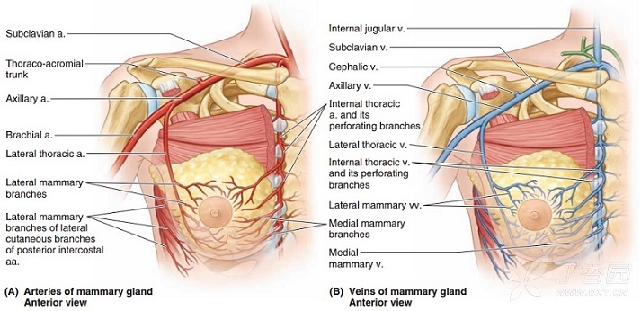 锁胸筋膜指的是胸小肌以上的胸固有筋膜深层,在胸小肌内侧缘有一个