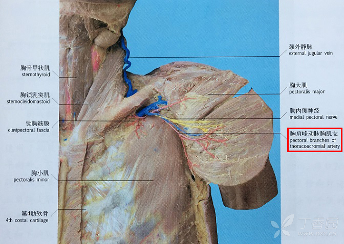 fig6-a:胸肩峰动脉的胸肌支