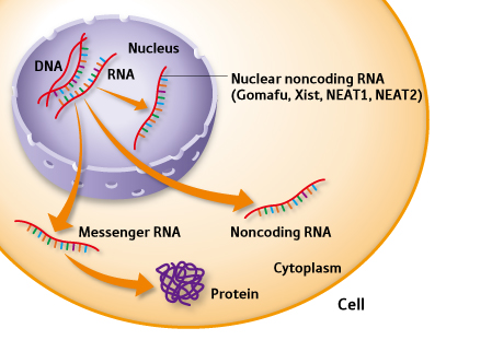 lncrna芯片服务