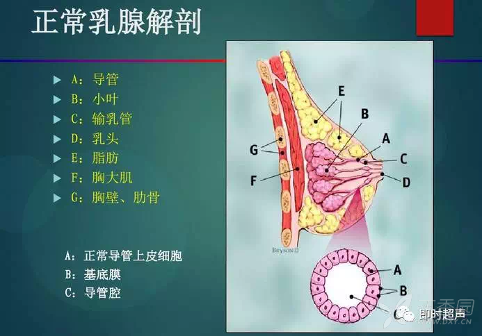 正常乳房声像图