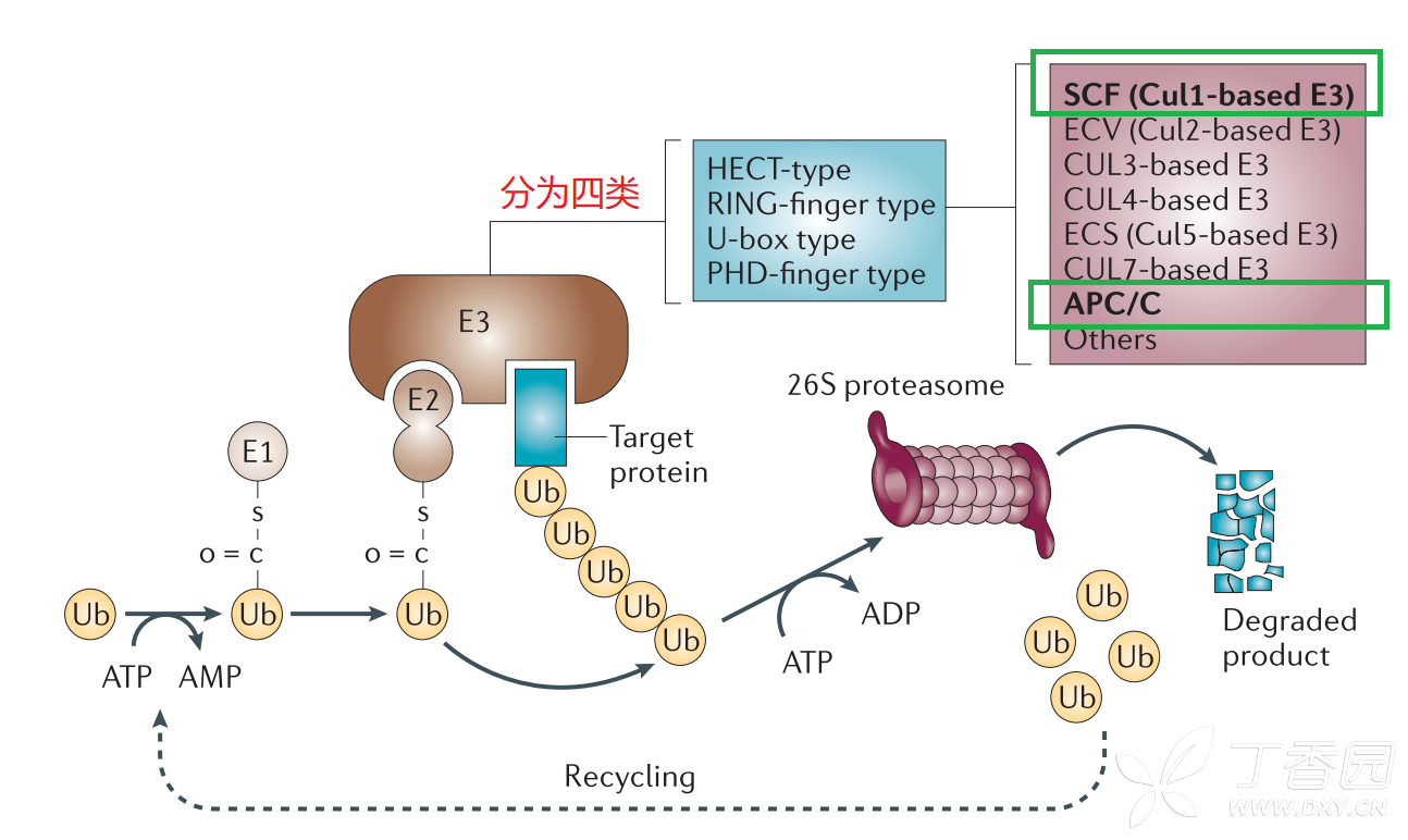 ups由泛素(ubiquitin ub,泛素活化酶(ubiquitinactivating enzyme