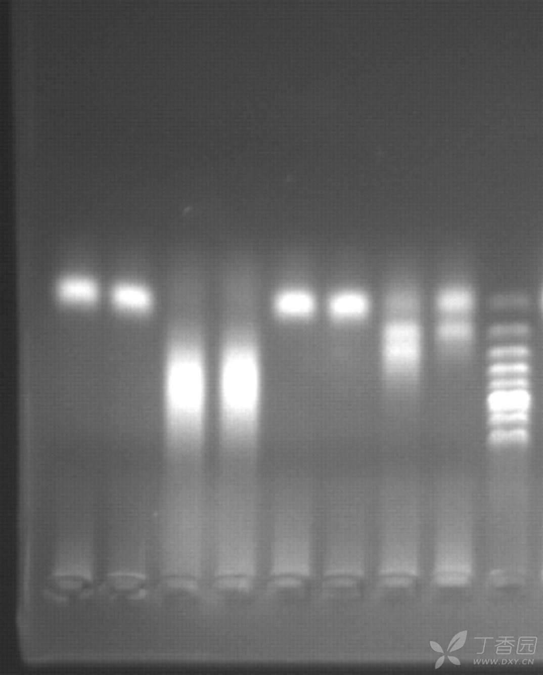 帮忙分析一下这个pcr电泳结果