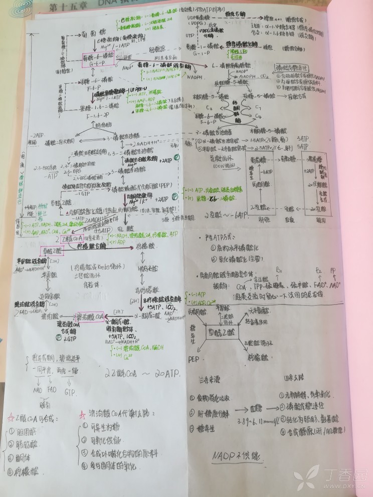考研交流版-丁香园丁香白及配伍喝论坛可以吗图片