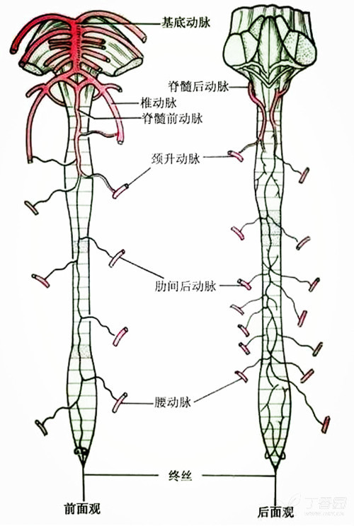 脊髓的血液供应是由脊髓前动脉,脊髓后动脉,肋间后动脉和腰动脉四组