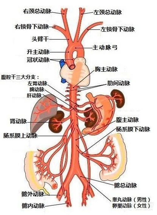 发出数对腰动脉,在胸主动脉发出数对肋间后动脉,这些尽管都是主动脉小