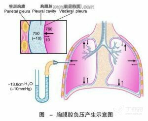 胸膜腔负压的形成