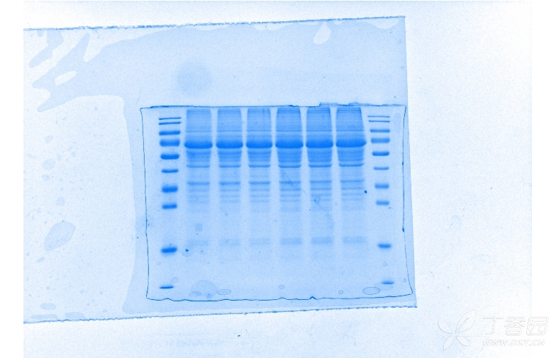 两张是我的目的蛋白,后面是考马斯亮蓝染的我昨天跑的胶(很齐有木有)