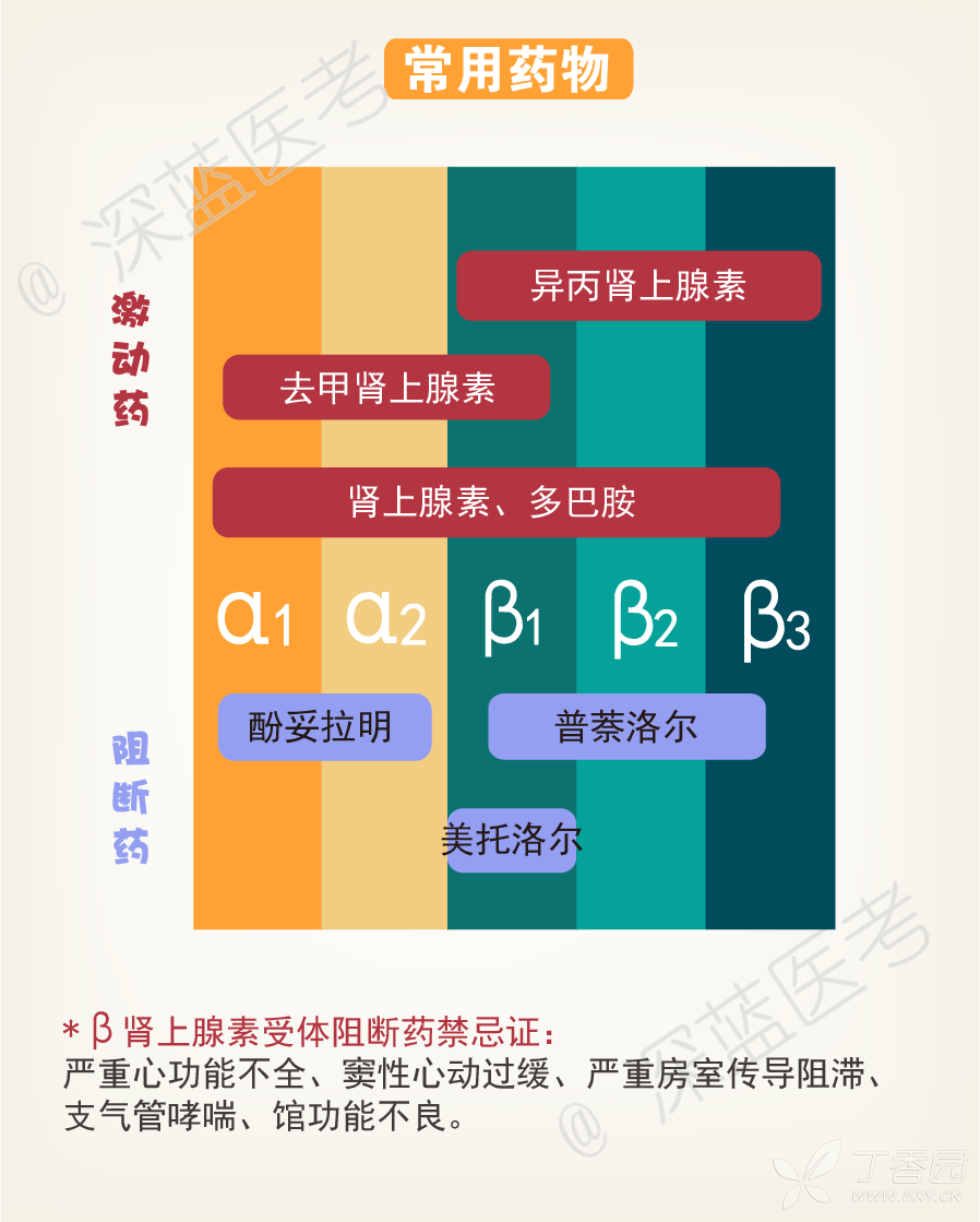 异丙肾上腺素的作用_异丙肾上腺素作用机制_异丙肾上腺素的拮抗剂是