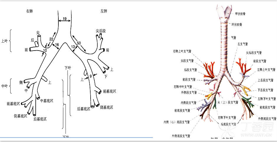 这样会更全面掌握气管,支气管结构,特别是熟悉支气管镜下的影像