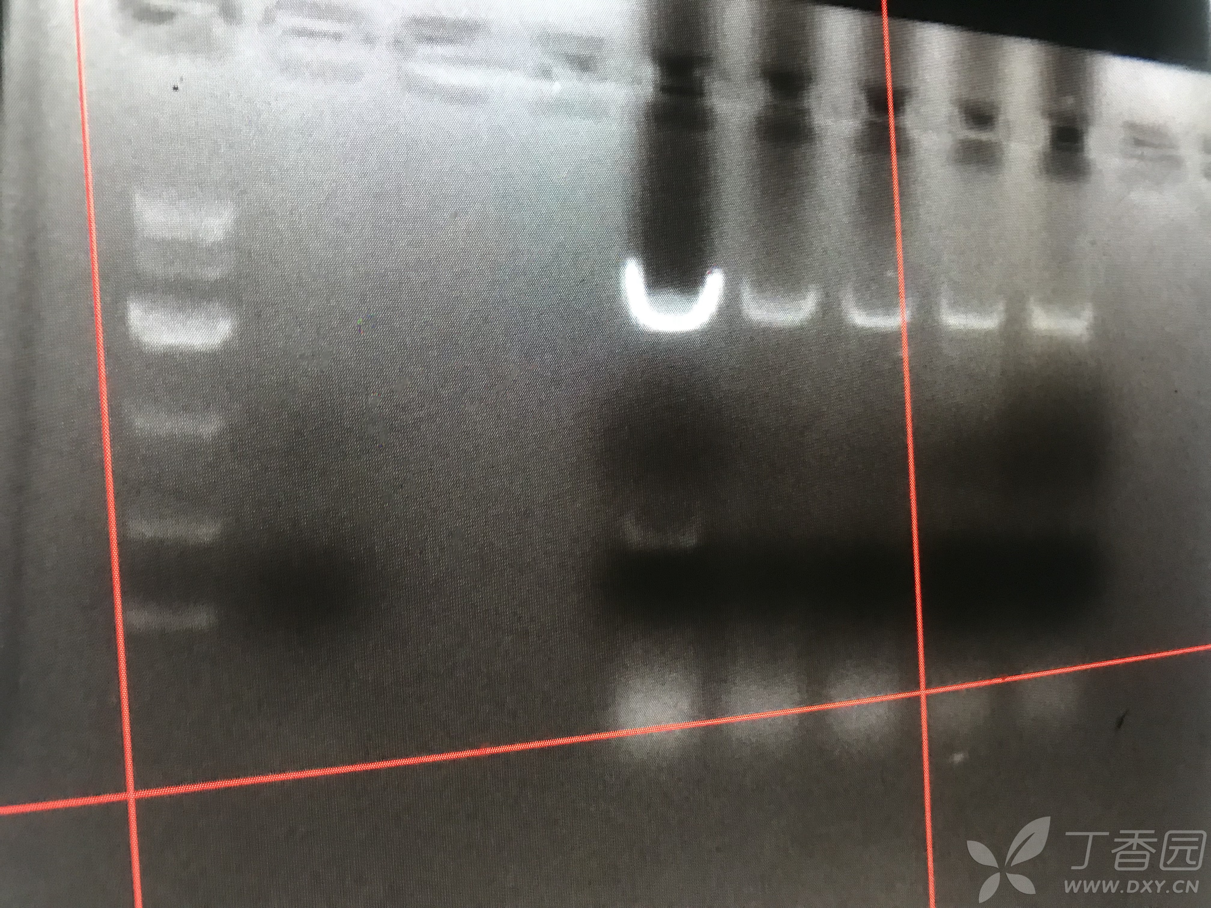 求助,我转化的dh5α第一天提质粒双酶切后跑胶条带正确,但是第二天
