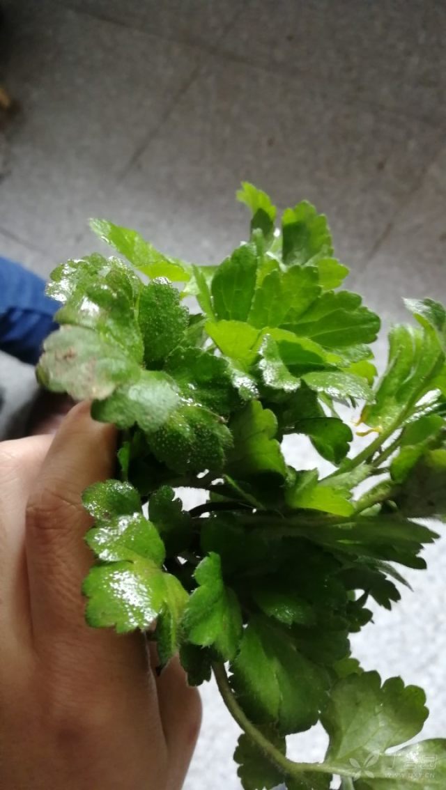 牙痛草药克星
