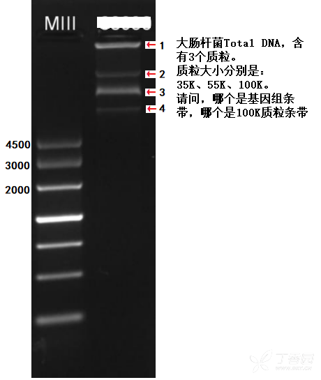 1%的琼脂糖电泳胶图,请问4条带中,哪个是100k的质粒,哪个是大肠杆菌的