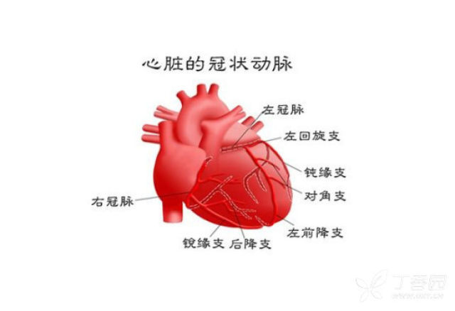 精华笔记:心脏生理及解剖 - 疼痛专业讨论版