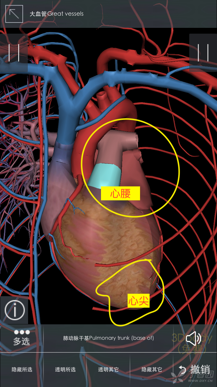 肺动脉后方就是左心房(图1) 心尖:左心室在体表的投影(图1)