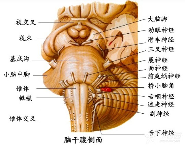 图文详解:脑干综合征的解剖和定位总结