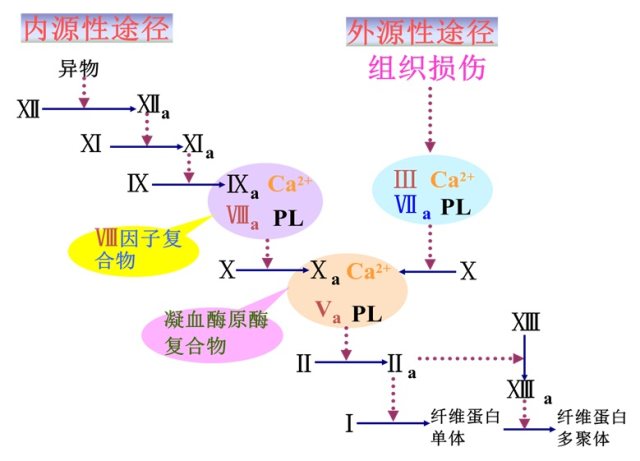 酶形成,纤维蛋白形成;两个途径指:内源性凝血途径与外源性凝血途径