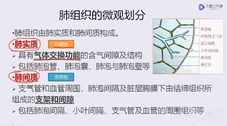 今日课堂视频教学肺实质肺间质一字之差差在哪儿