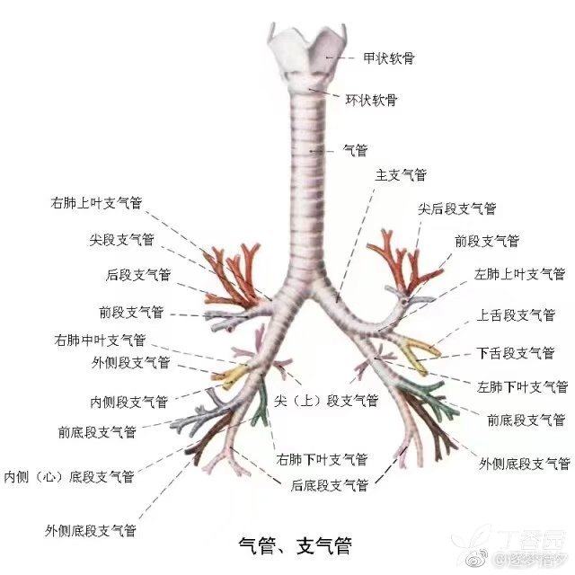 有右上肺静脉的断面,此层面能看到右肺中叶,左上肺舌叶及两肺下叶背段