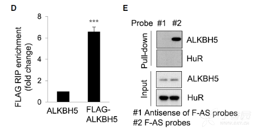 rip和rna pull down实验证明alkbh5和foxm1-as 直接结合