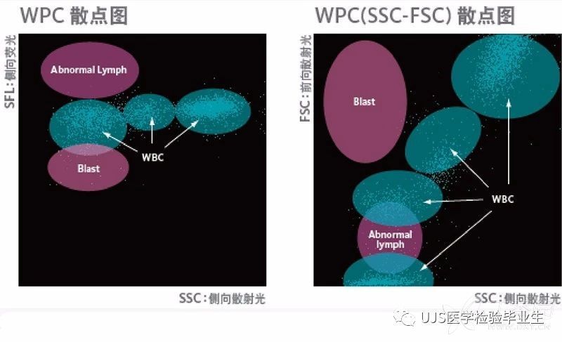 浅谈白细胞散点图