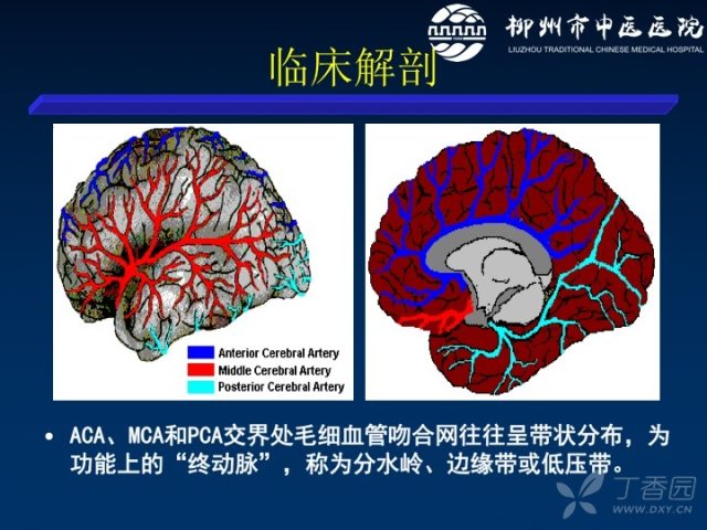 入门必读:分水岭脑梗死的解剖和分型