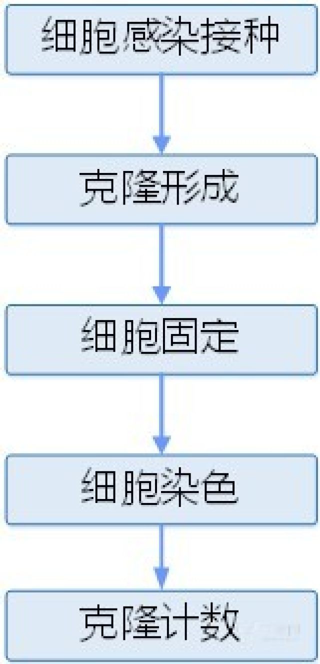 如何做好细胞克隆形成