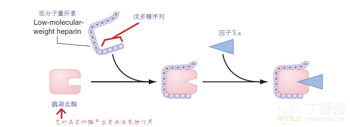 易学习(3,一图读懂:低分子量肝素抗凝机理,陌生的老朋友!