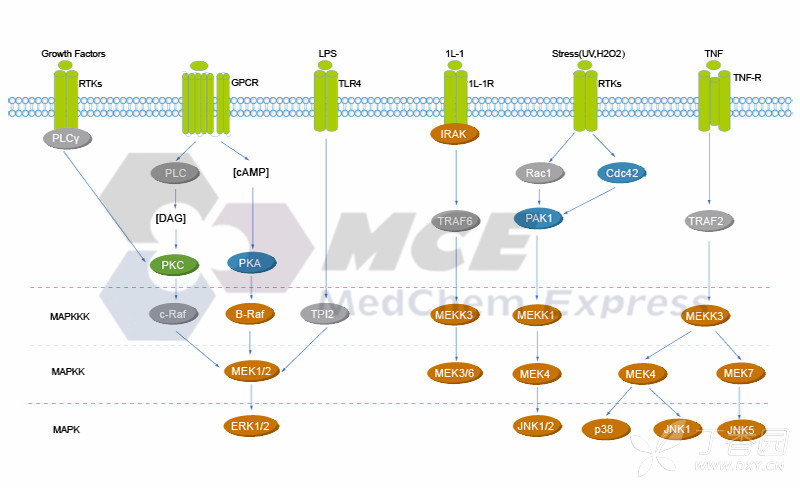 mapk/erk 通路相关靶点与信号通路图