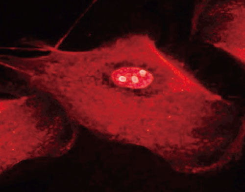 Lonza支原体检测 北京泽平 lonza中国一级代理商