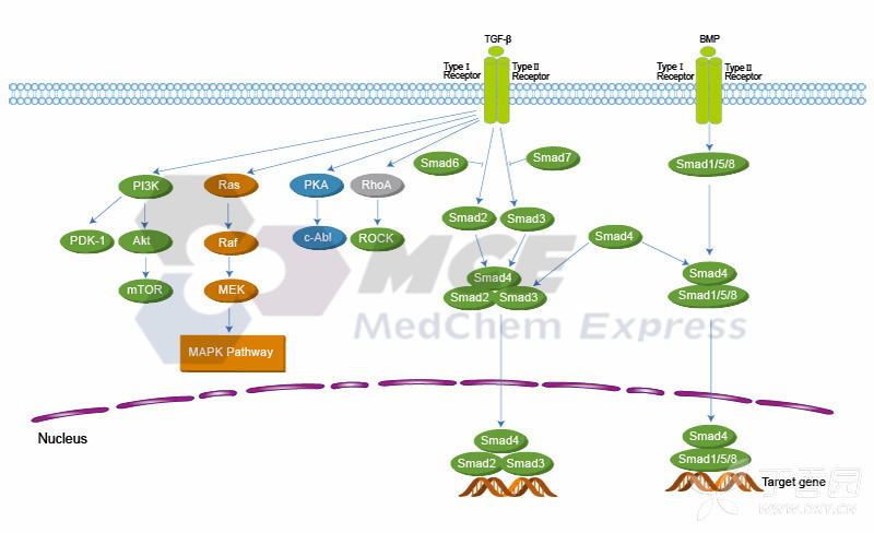 tgf-beta/smad相关靶点与信号通路图