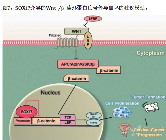 抑制宫颈癌中β-catenin的下调来调节wnt/β-catenin信号通路活性