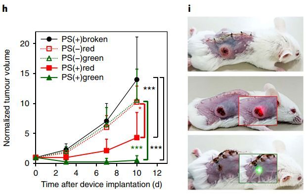 科学家将"膏药状"led灯直接贴在小鼠皮下,照射肿瘤长达10天,高效杀伤