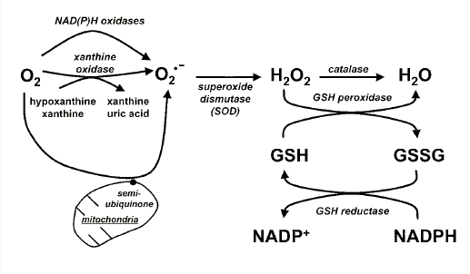 生命科学:癌症,心脑血管疾病发病机理研究,氮氧自由基,活性氧等检测