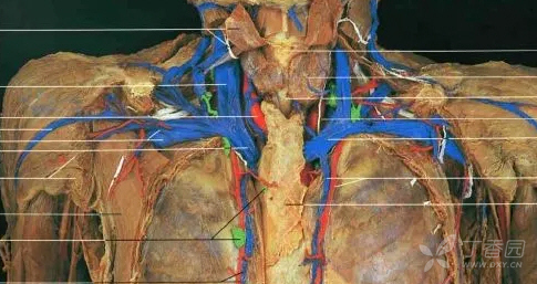 图4 写到这儿,无名动脉距离心脏外科医生到底有多远?
