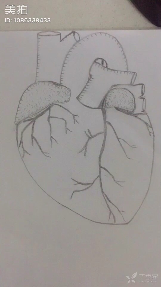 铅笔画心脏,你当年画过的心脏都是什么样的?