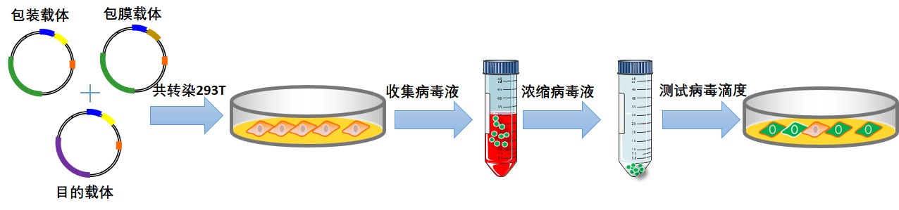 ts-006 细胞转染试剂盒 (定制,慢病毒法)