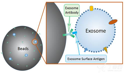 【转】实验室常见的外泌体提取方法