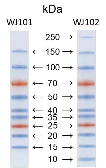 双色预染蛋白marker 10kd~250kd