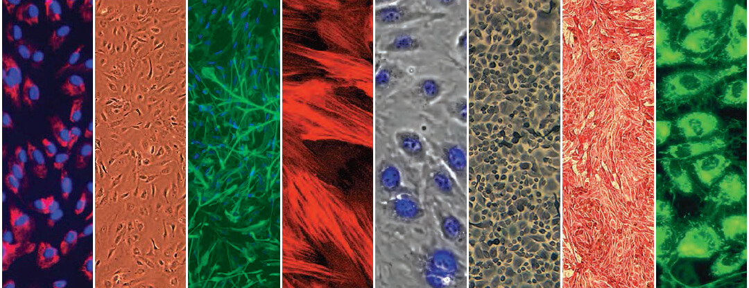 lonza人原代细胞 lonza中国一级代理商