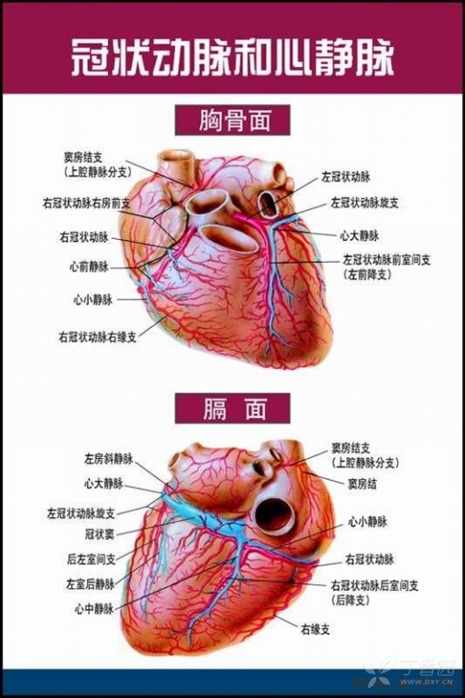 非常唯美的心脏解剖图片