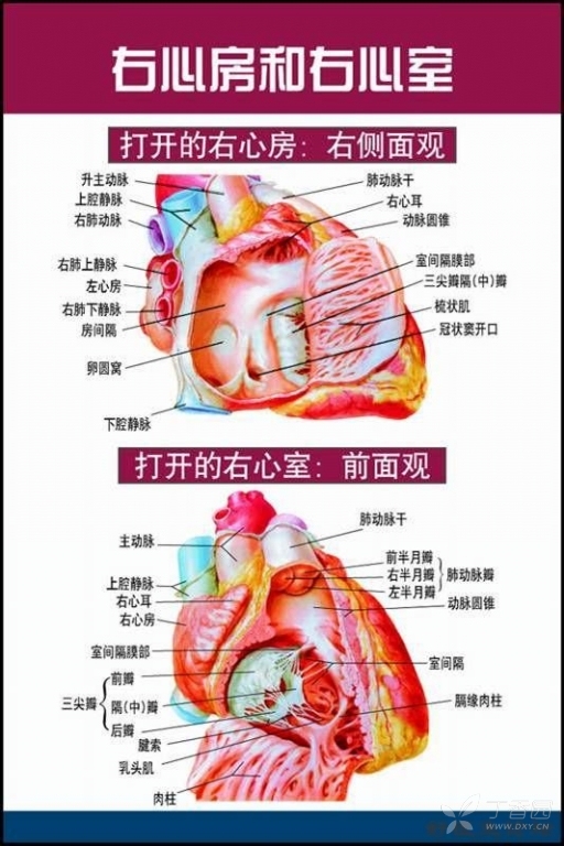 非常唯美的心脏解剖图片 - 心血管专业讨论版 -丁香园