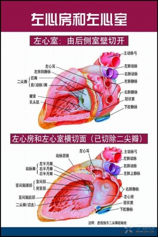 非常唯美的心脏解剖图片