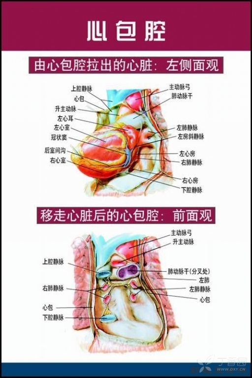 非常唯美的心脏解剖图片