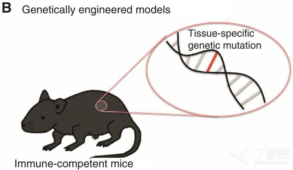 这些肿瘤免疫小鼠模型,别说你不知道